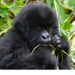 6-day budget safari in Uganda