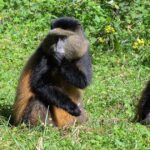 8 Days Rwanda Safari Adventure