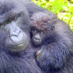 4-Day Uganda-Rwanda Gorilla Trekking Adventure