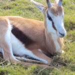 6 Days Rwanda Wildlife and Gorilla Safari