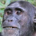 3-day Kibale Forest Chimpanzee Trekking adventure