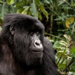 2 Days Rwanda Gorilla Tour