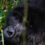 3 Days Gorilla Trekking Rwanda