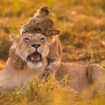 4-day Rwanda Safari Adventure