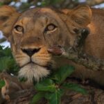 9-Days Uganda Wildlife and Gorilla Safaris