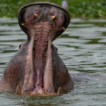 12 Days Uganda-Rwanda Safaris