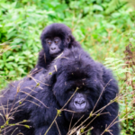 9-Days Uganda Rwanda Safaris