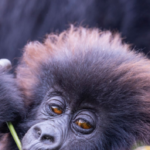 3-Days Rwanda Safaris