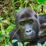 3-Days Bwindi Gorilla Trek From Kigali