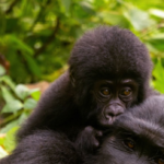 5-Days Uganda Wildlife and Primate safaris